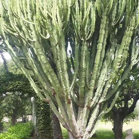 Nocleg ze śniadaniem Pink Lemon House